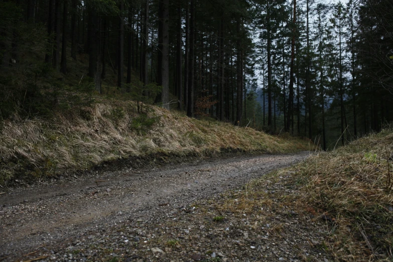 a path with a dirt road through some trees