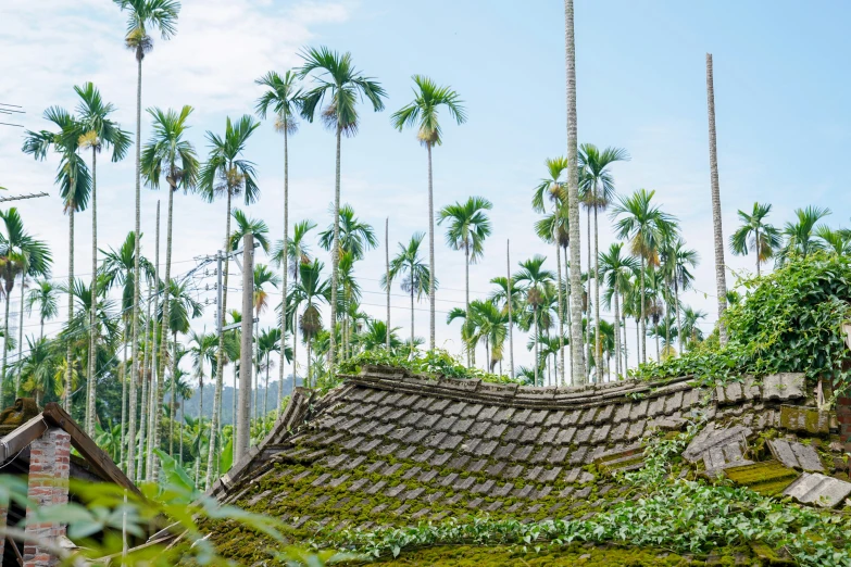 a tree covered roof in front of palm trees