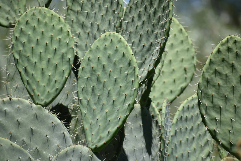 a cluster of cactus plants growing close together