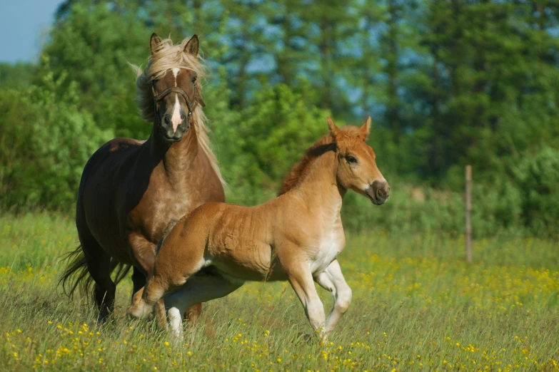 a large brown horse and a small brown horse running through a field