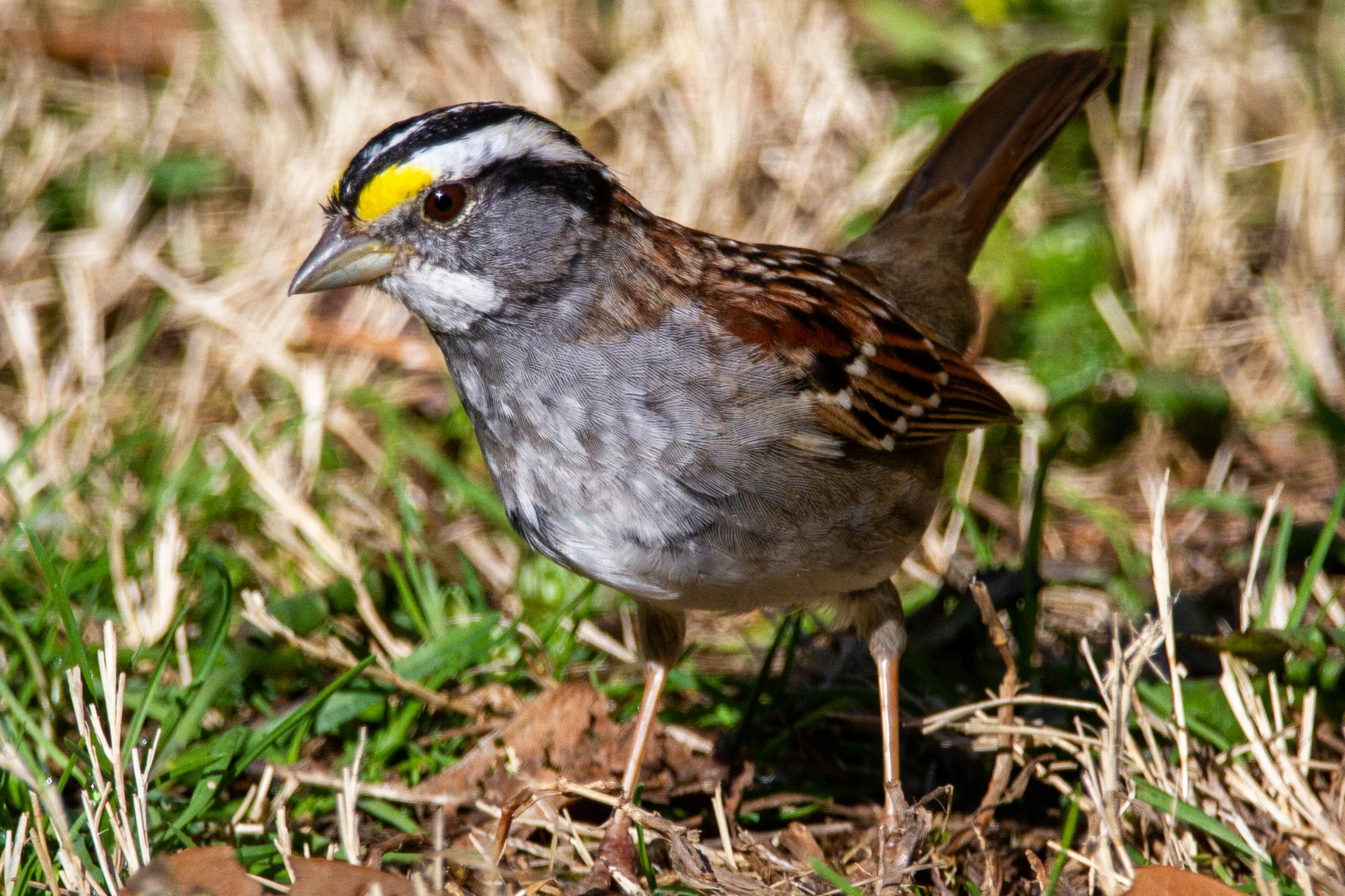 the small bird is standing on grass with its tail