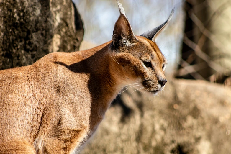 close up of a caracale with horns standing next to a tree