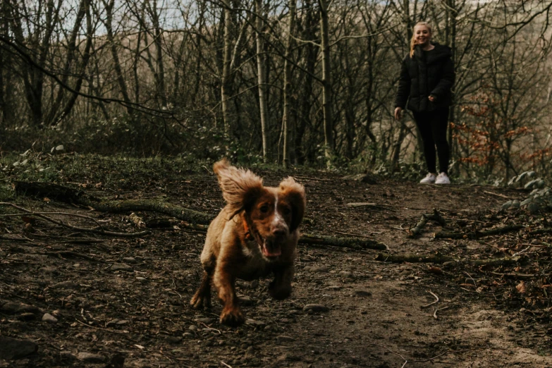 a dog running in the woods towards the camera