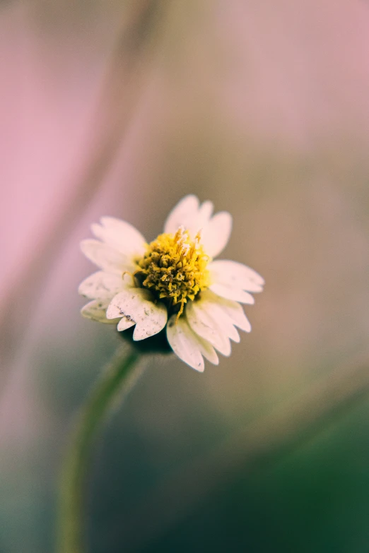 a white flower is in the middle of a blurry background
