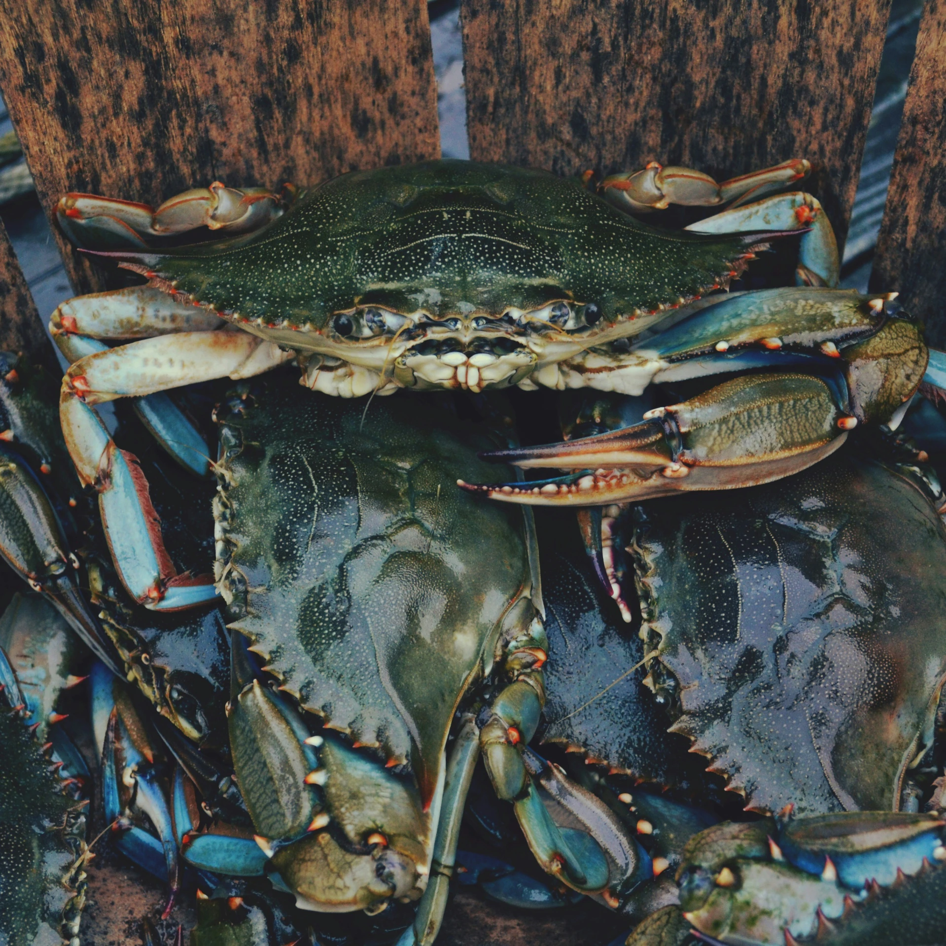 a pile of blue crabs in an old - fashioned box