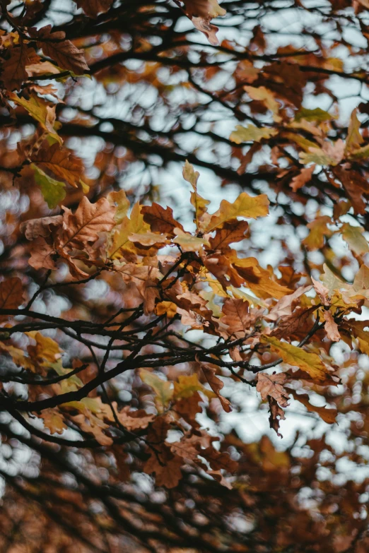 a tall tree with many different colored leaves