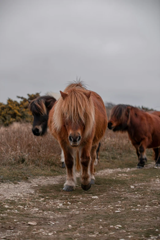 the horses are walking on the dirt trail