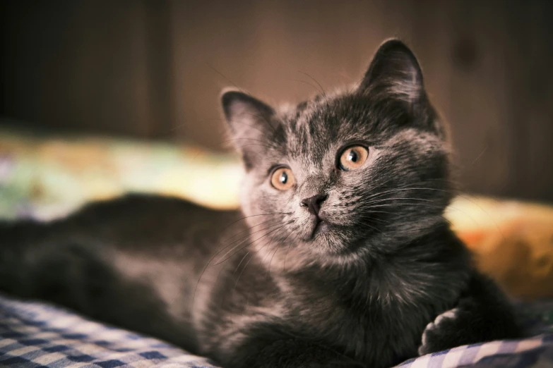 a grey cat laying on top of a checkered blanket