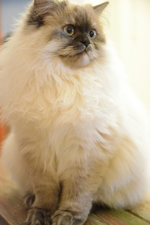 a fluffy cat sits down looking at the camera