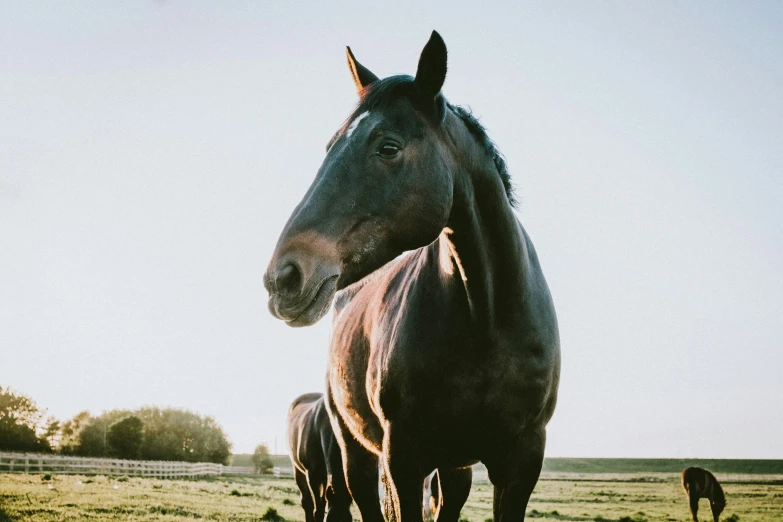 a horse standing in the grass with another horse behind him