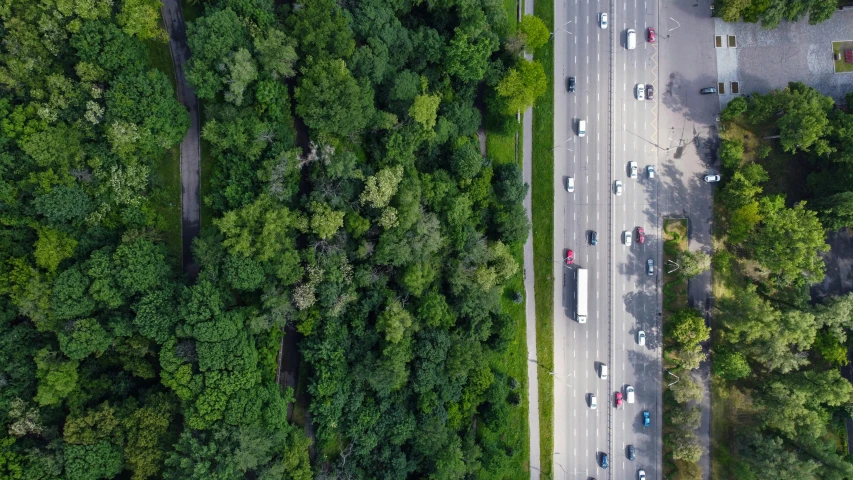 a street going through some trees, lined by other cars