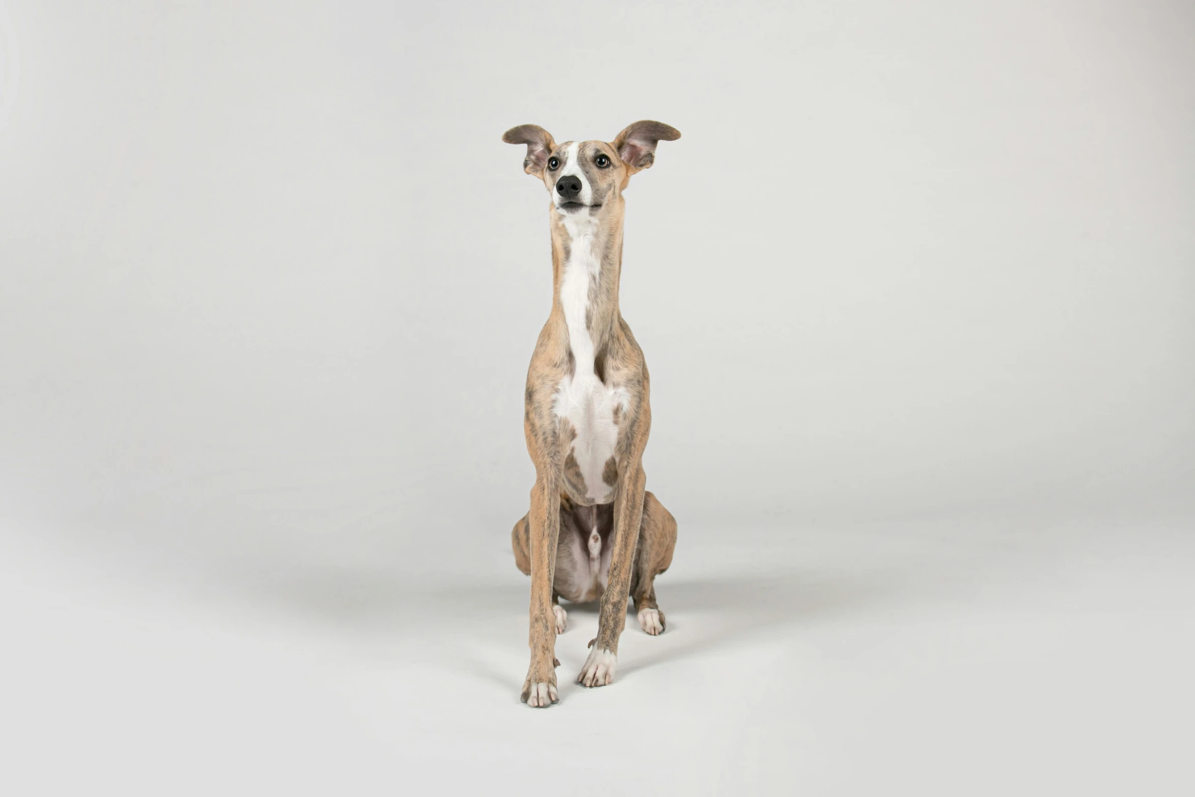 a close up of a dog with one foot on the ground