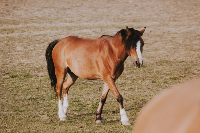 a horse standing in the grass with his face to the side