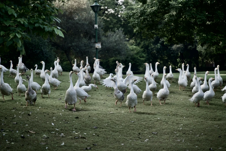 large flock of geese in the middle of a park