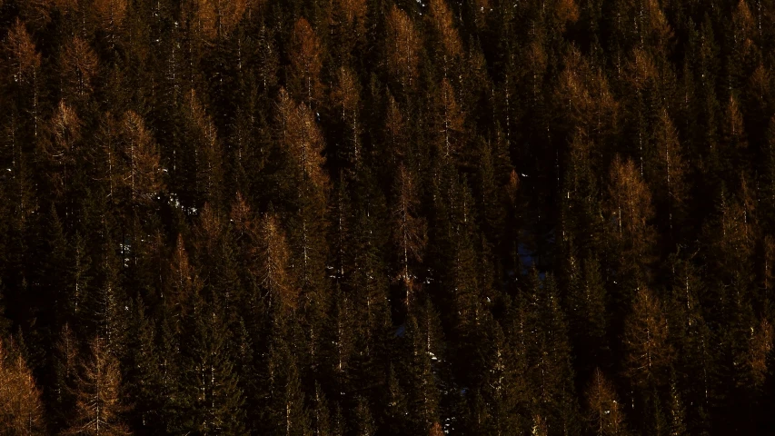 a group of birds are standing around near tall tree's