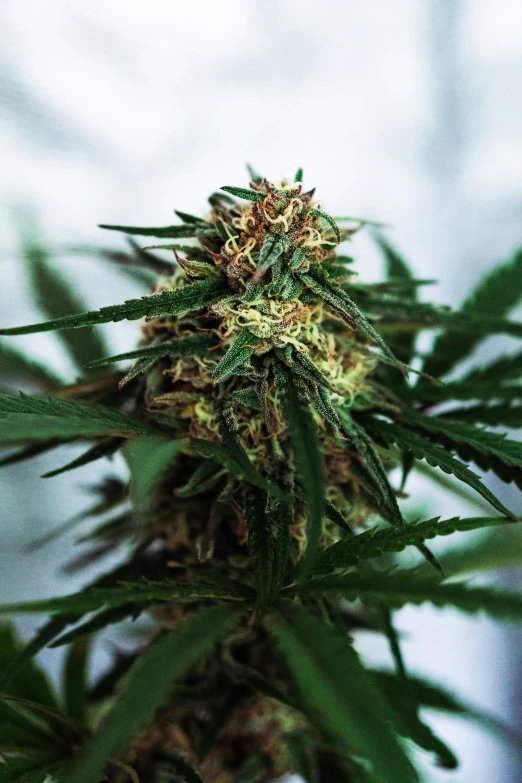 green leaves of a marijuana plant against a white wall