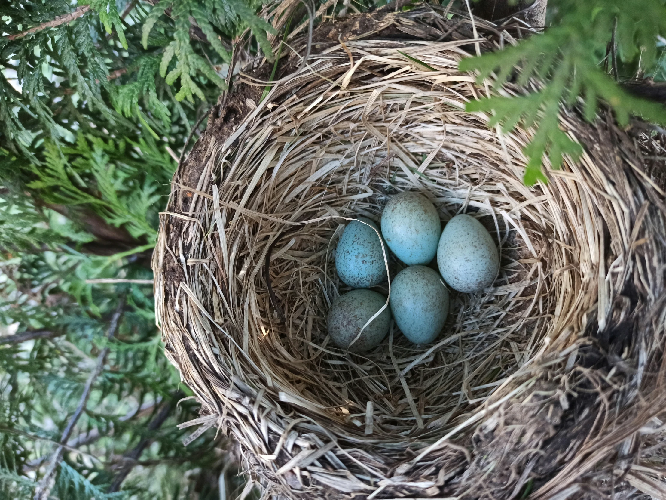 a bird's nest has four eggs in it