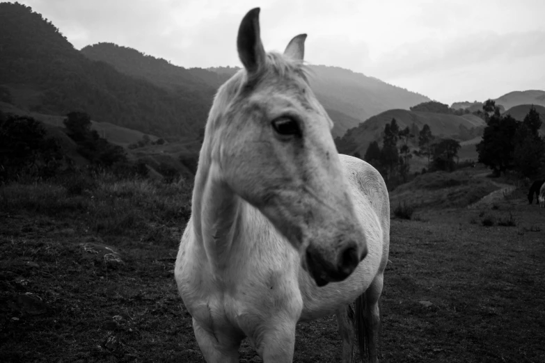 a horse standing in front of mountains with a grey sky