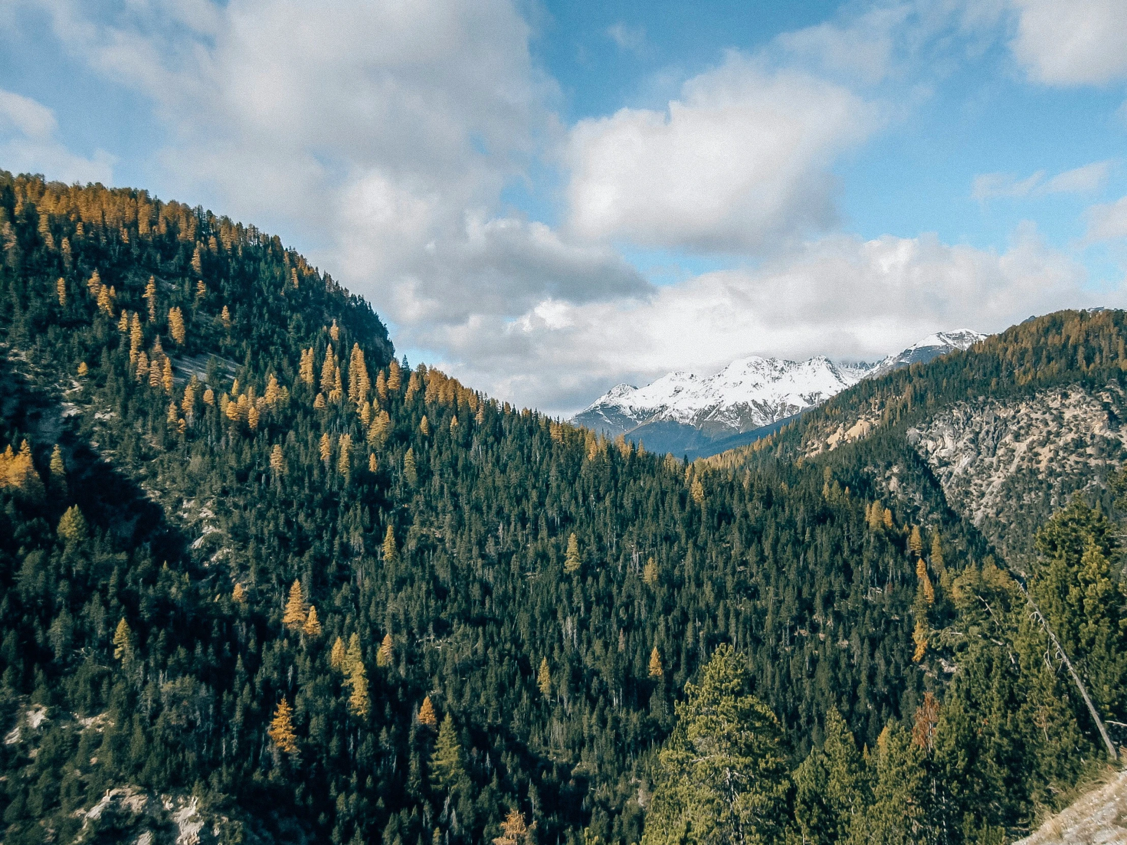 a forest is shown with mountains in the background