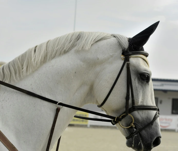 a large white horse in front of a building