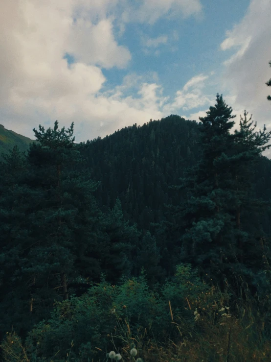 a horse on a hill with trees in the background