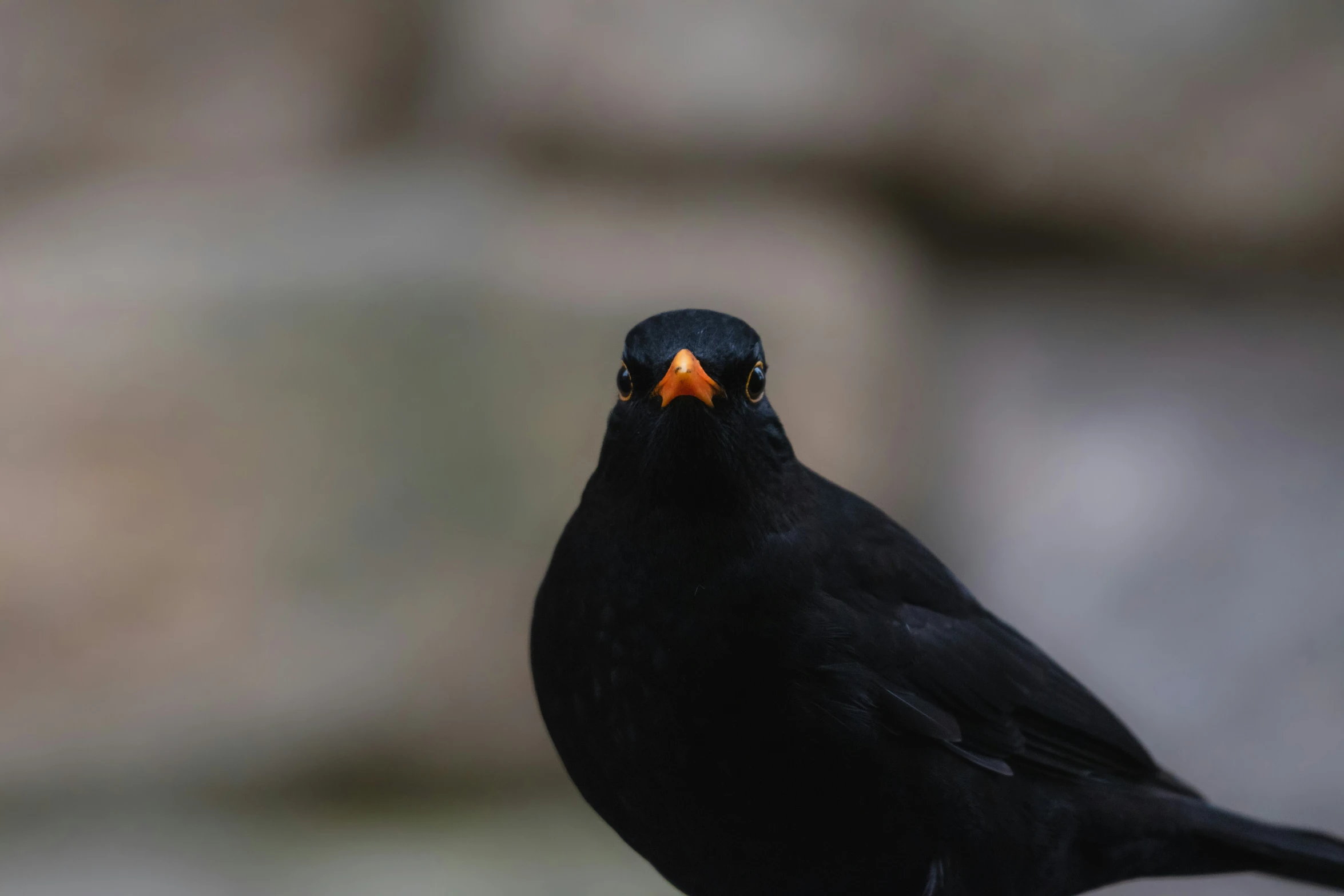 a black bird with a yellow eye staring in the distance