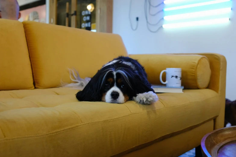 a black and white dog laying down on a couch