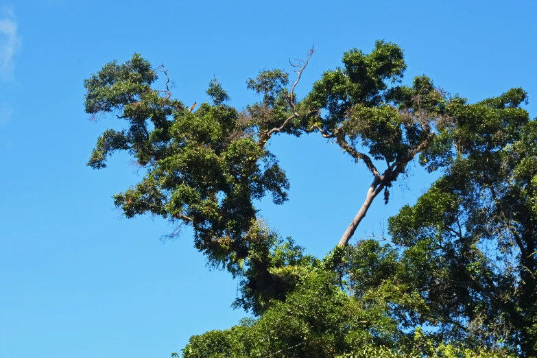 an image of a giraffe in the sky with trees