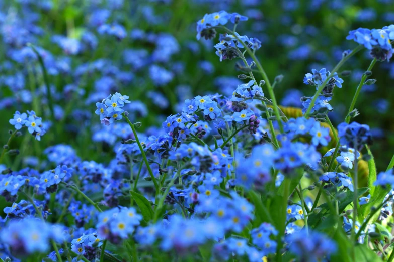 blue flowers with many smaller ones in the grass