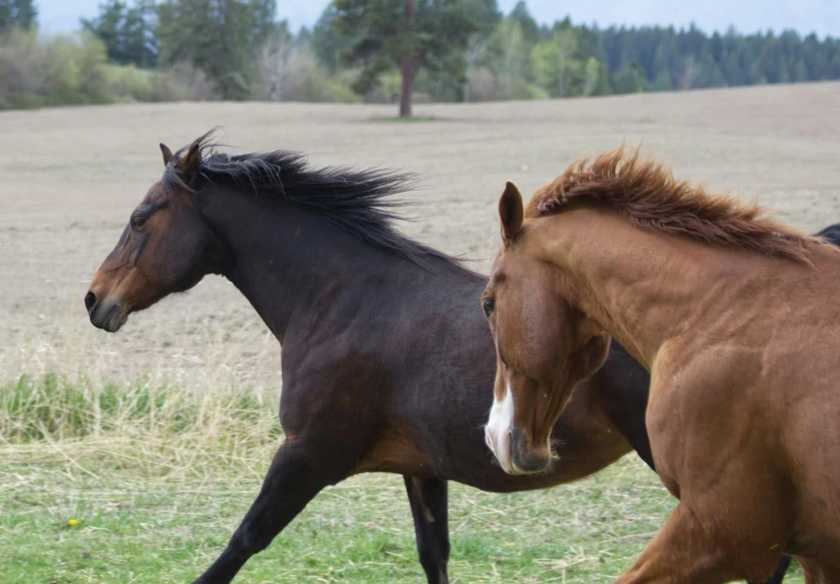 two brown horses walk in an open field