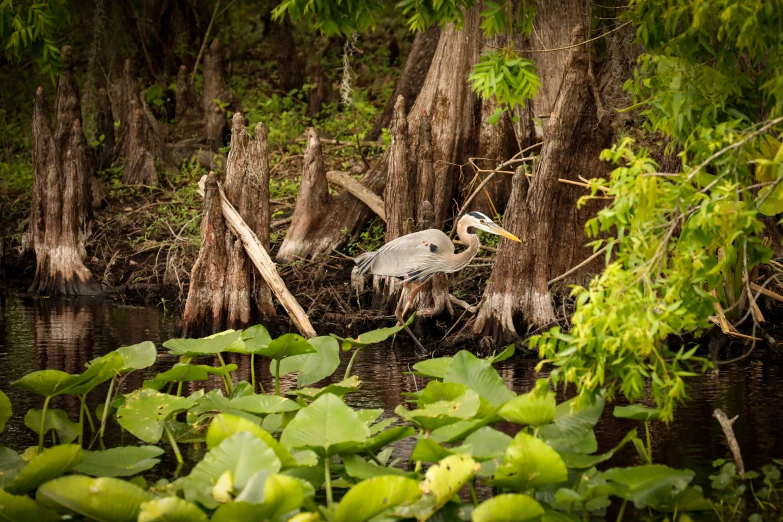 an egret is standing in a swamp with water lilies