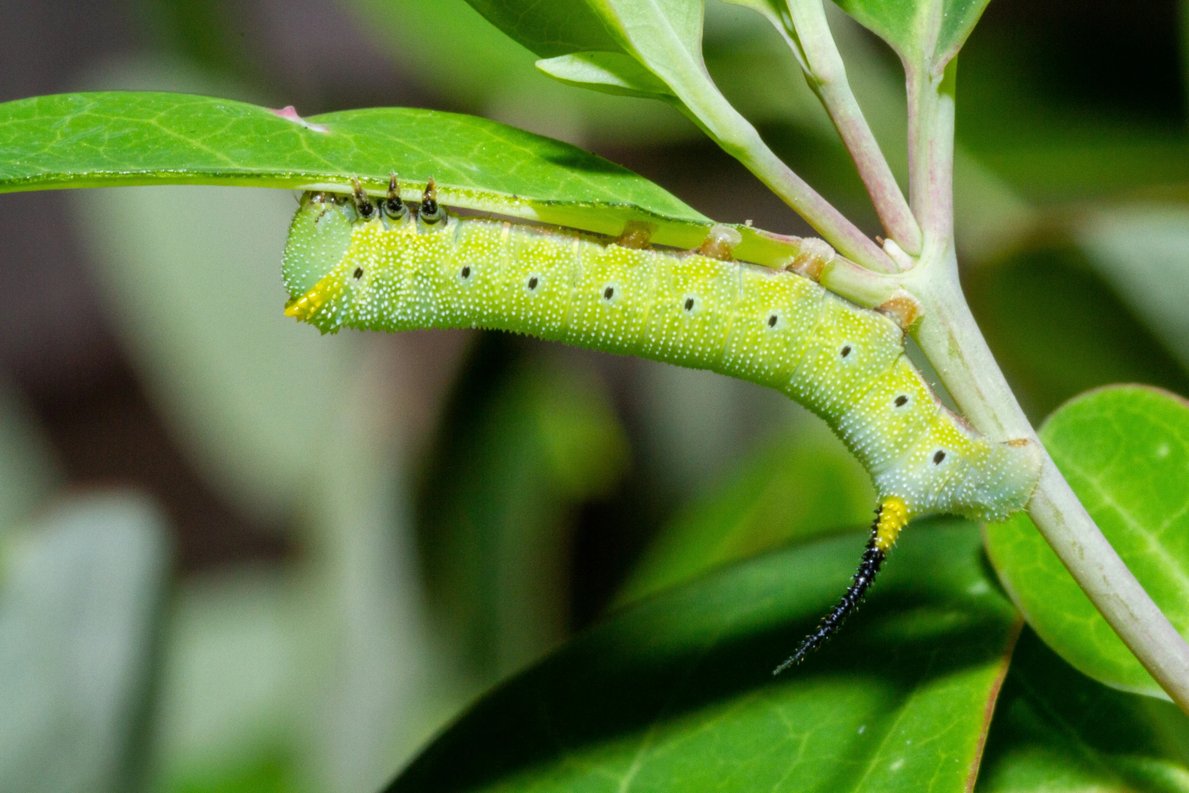 a caterpillar sits on a green leaf