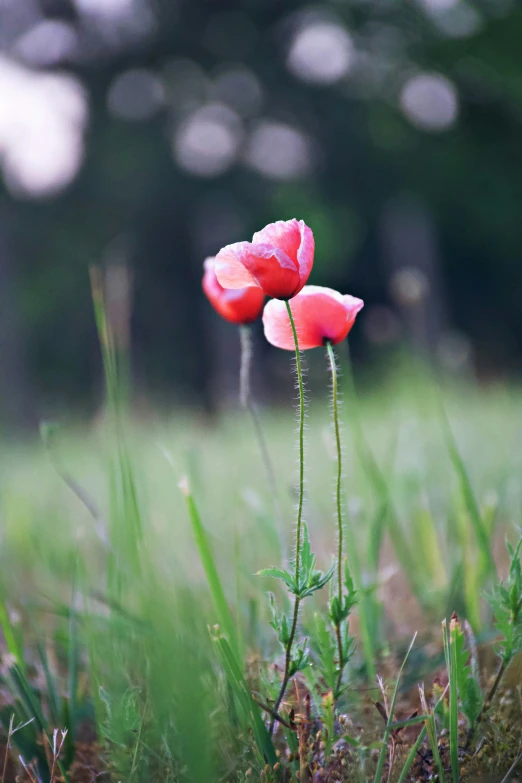 two pink flowers in grass near trees