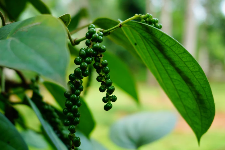 berries are hanging from a tree nch in the daytime