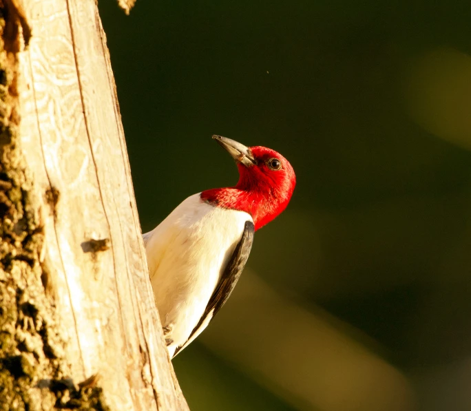 the white and red bird has a long beak