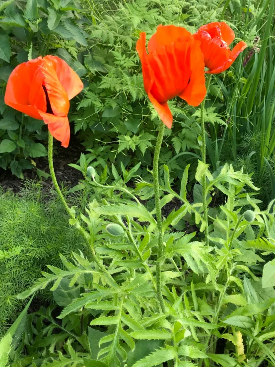 some orange flowers and grass next to each other