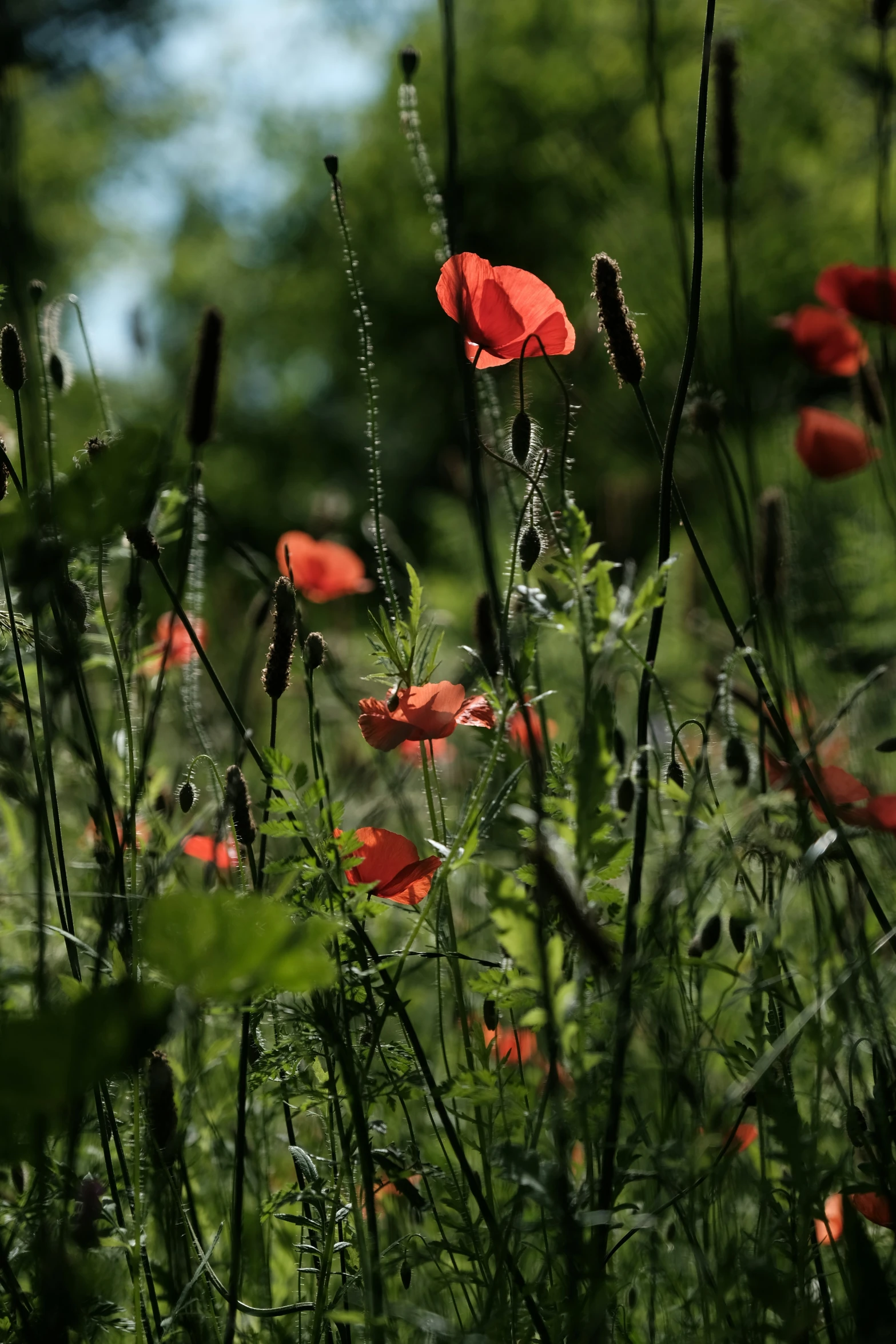 some very pretty red flowers in a grassy field