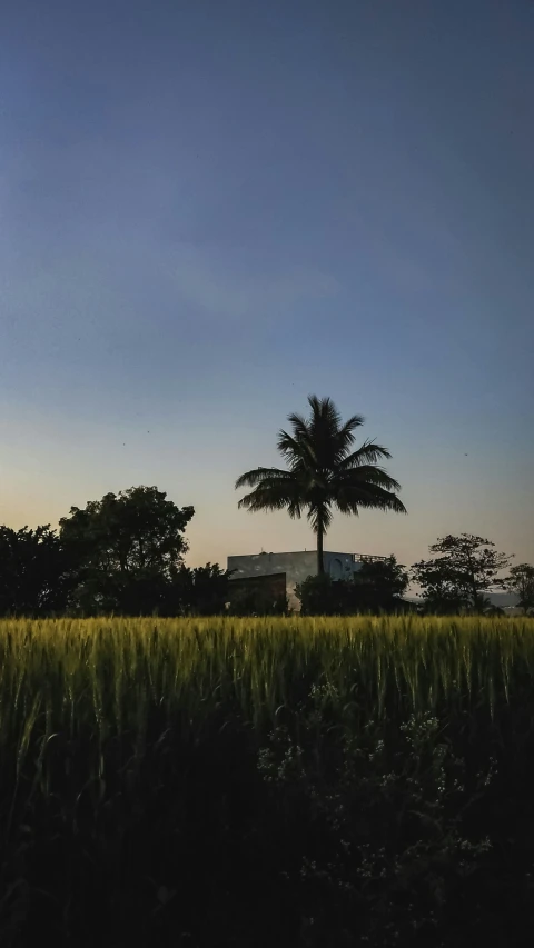 a field of wheat and a tree in the background