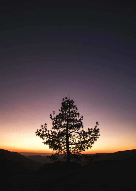 a lone tree standing on the hill with the sun setting in the background