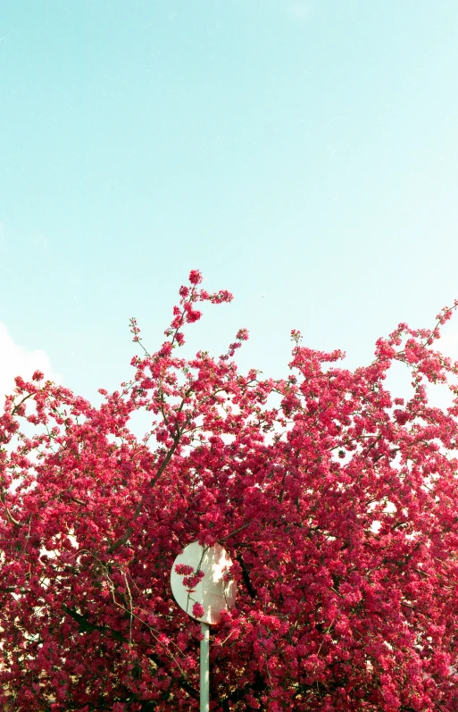 a red flowering tree stands over a stop sign