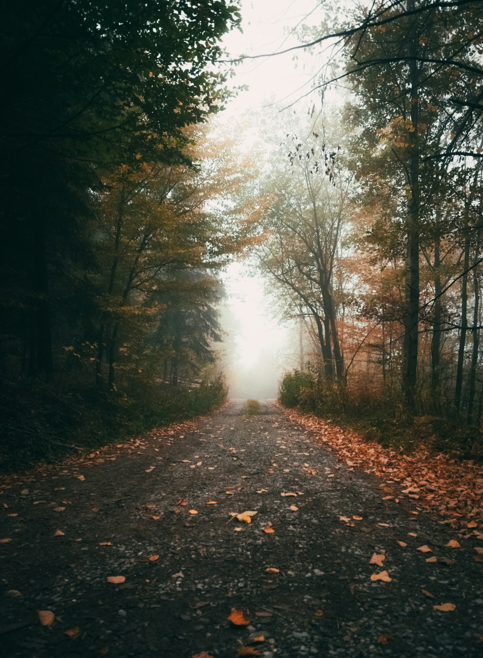 a forest lined with trees and leaves on the ground