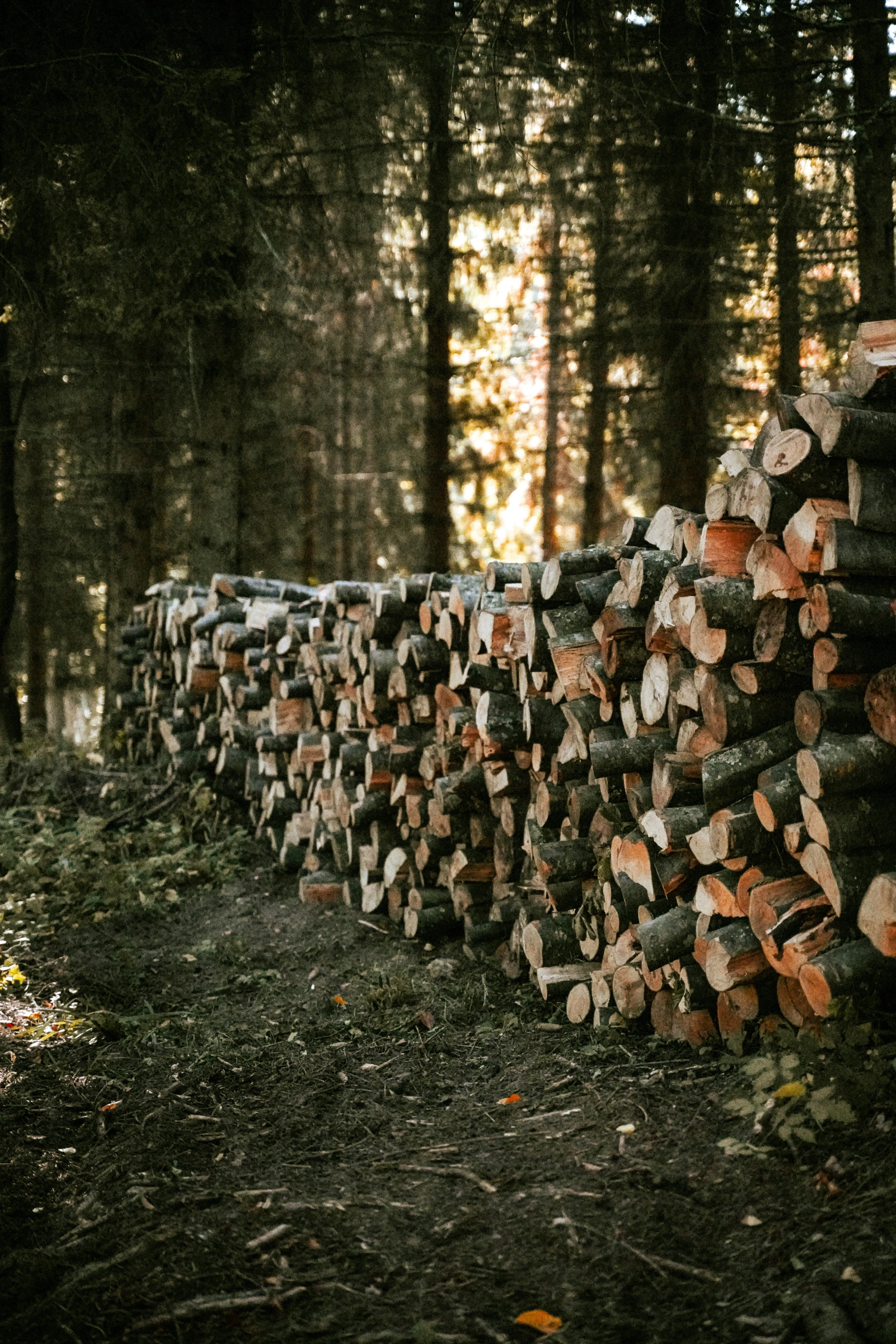 a tree trunk with logs stacked in a forest