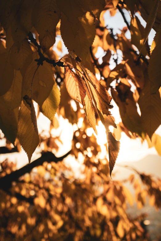 leaves are back lit by the sun in this picture