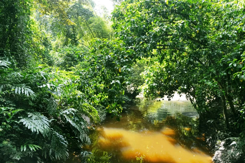 a stream in the middle of trees that are partially covered by sunlight