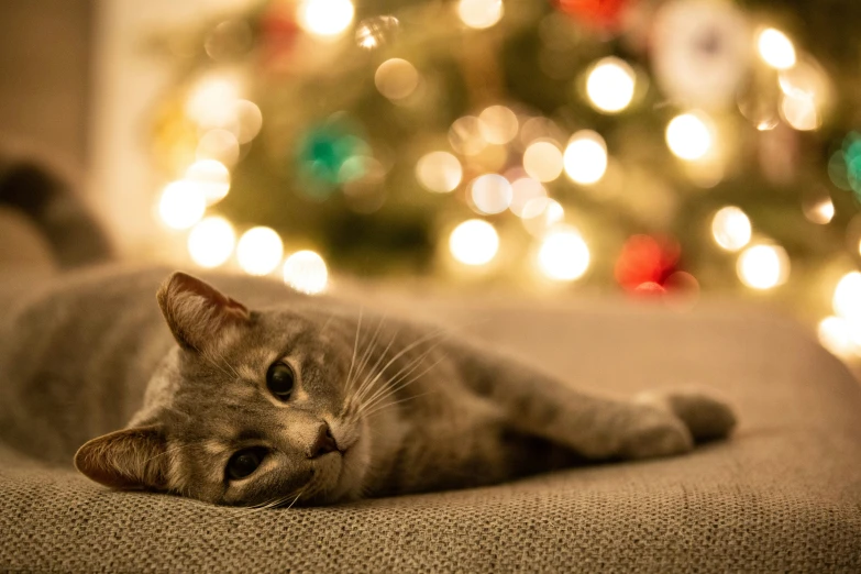 a gray cat laying on top of a couch next to a christmas tree