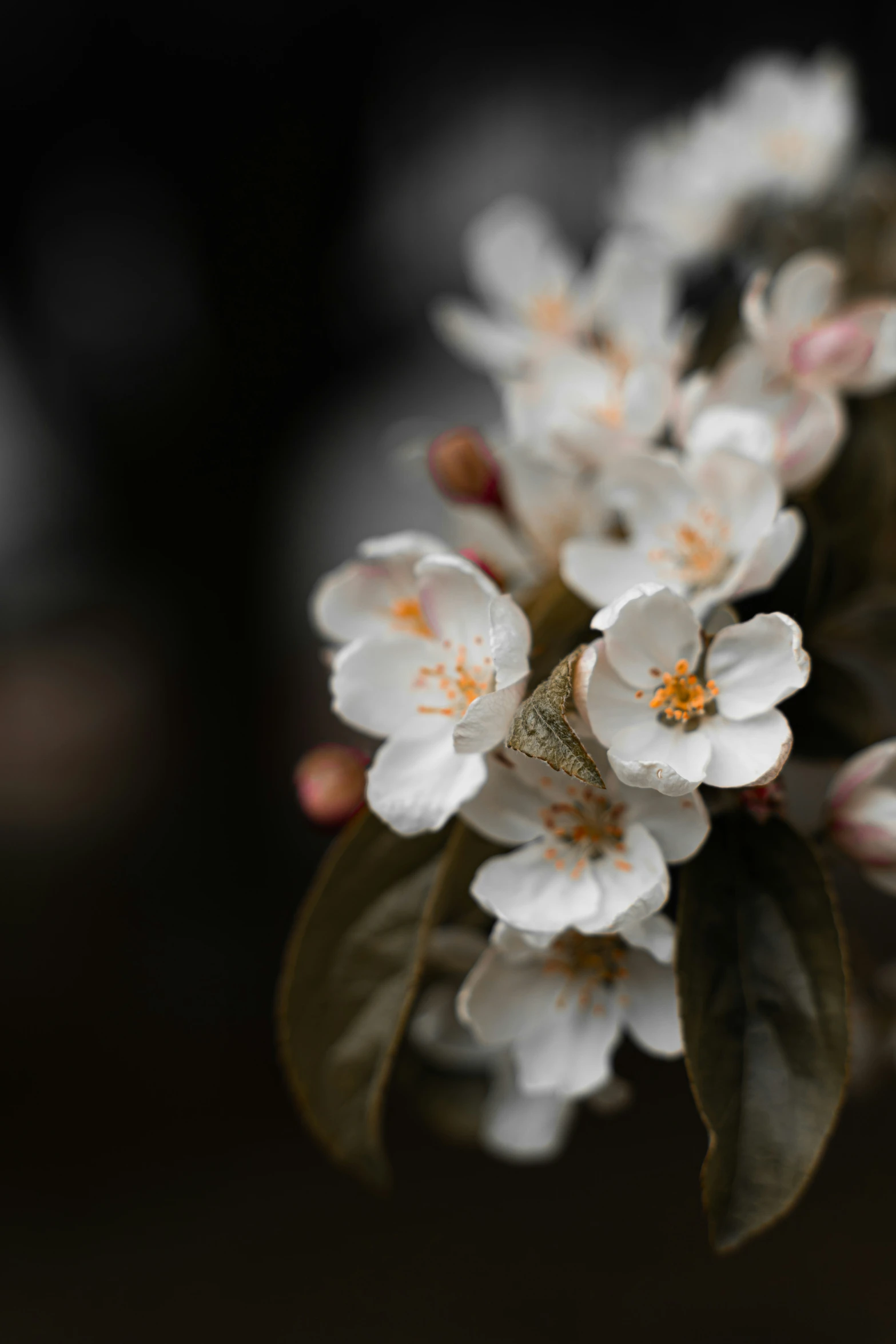 a flower with lots of leaves growing from it