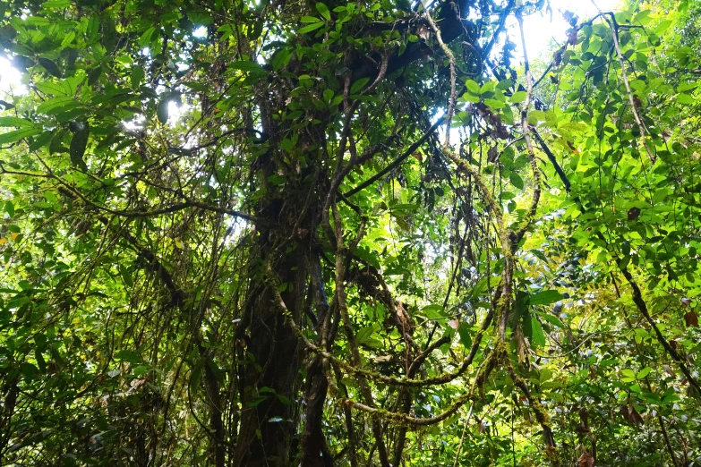 a po of a tree that is very tall