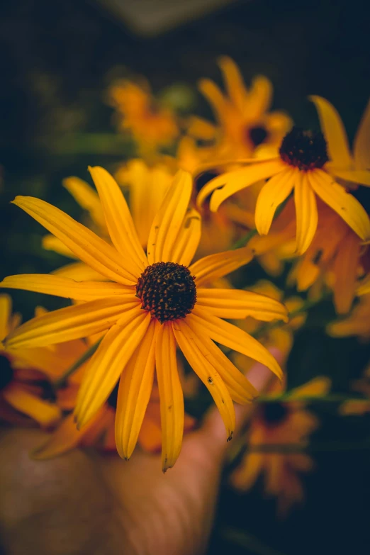 some yellow daisies sitting in someones hand