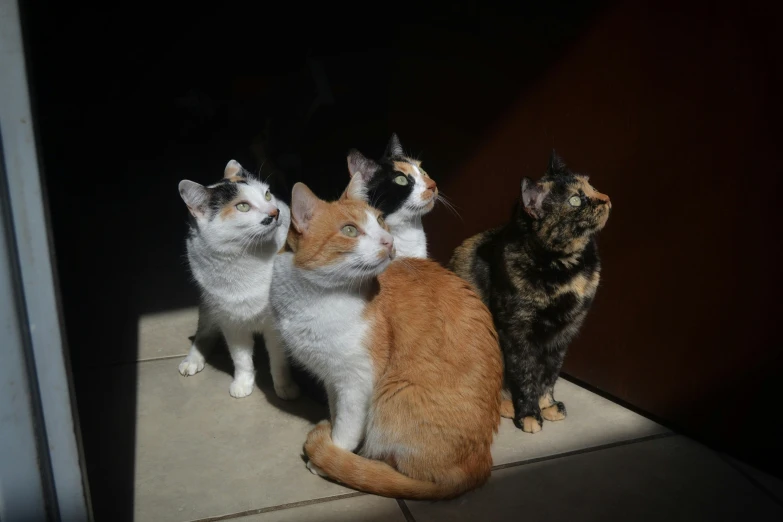 three cats stand next to each other on the floor