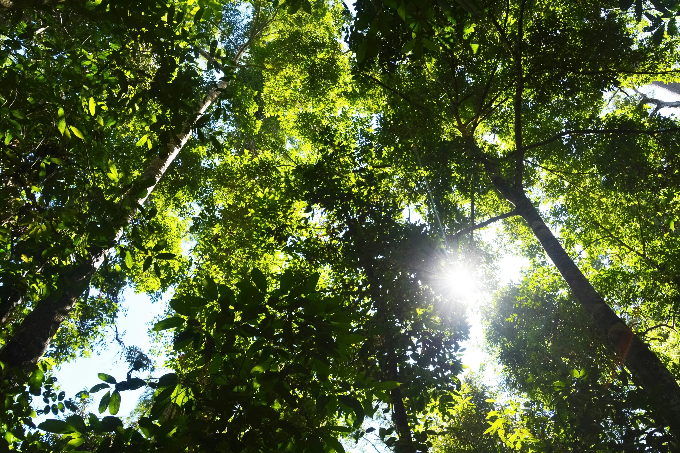 the tops of trees are reaching up into the sky